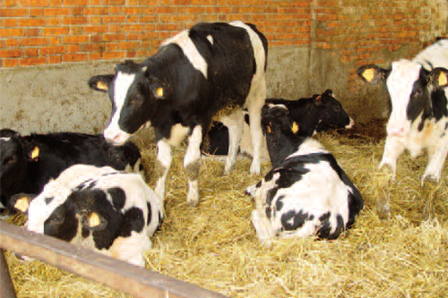 Azienda Agricola Assandri Franco