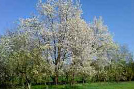 Azienda Agricola Bausone