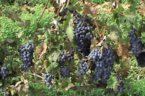 Cascina Beneficio