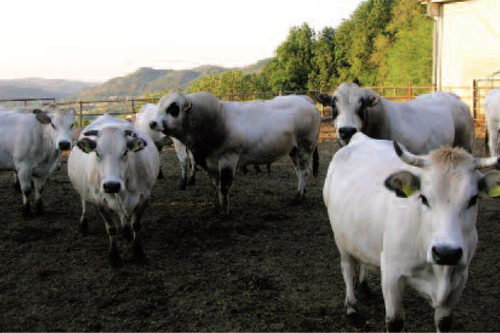 La Capanna Farm Business